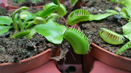 Carnivorous Plants in pots Venus fly trap
