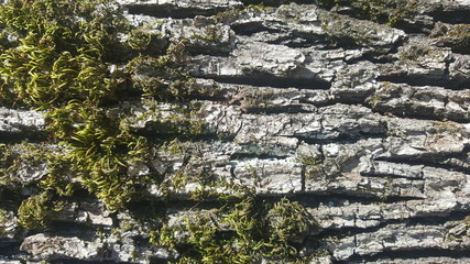 Tree bark with moss
