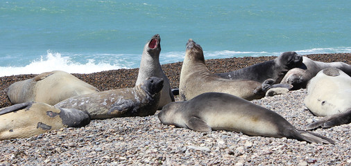 Elephant Seal Colony Patagonia