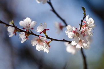 Красивые белые цветки распускаются на дереве весной. Солнечный свет освещает белые весенние цветки, которые распускаются на дереве, на фоне голубого неба.