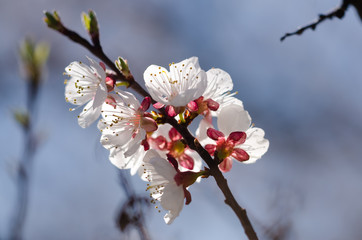Красивые белые цветки распускаются на дереве весной. Солнечный свет освещает белые весенние цветки, которые распускаются на дереве, на фоне голубого неба.