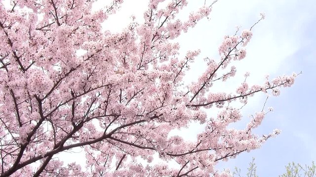 満開の桜