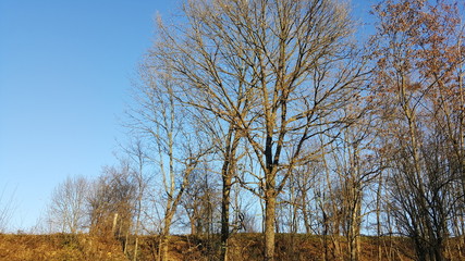Fototapeta premium Autumn trees and blue sky
