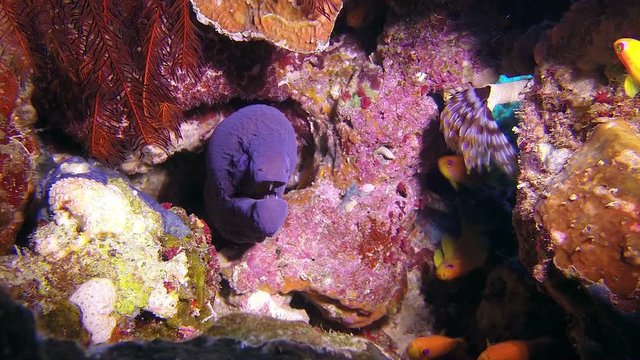 Underwater Gaint Moray and Tube Worm. Picture of underwater gaint moray (gymnothorax javanicus) and tube worm in the tropical reef of the Red Sea, Dahab, Egypt.