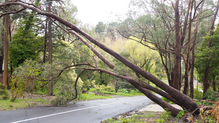 Fallen tree resting on powerlines in the Adelaide Hills, South Australia