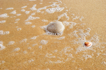 Pebble and shell