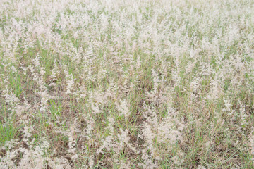 Grass flowers