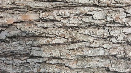 Old tree bark with cracks