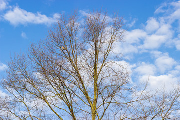 Fototapeta na wymiar Top of the unblown tree on background of sky