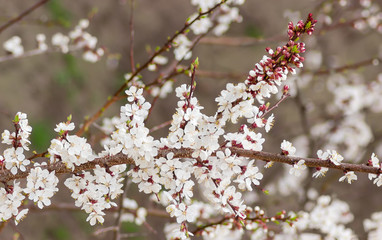 Branch of the blossoming apricot on a blurred background