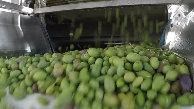 The process of olive washing in a modern oil mill