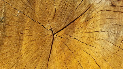A cut of trunk tree with cracks