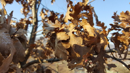 Autumn leaves in the tree
