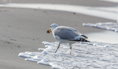 Möwe am meer © Klaus Haase 