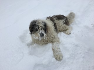 Dog sitting in the snow