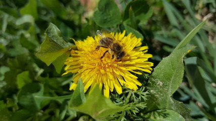 Bee on the dandelion flower