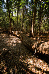 Fototapeta na wymiar dry forest reserve in Ankarana, Madagascar wilderness