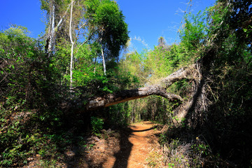 landscape of dry forest reserve in Ankarana, Madagascar