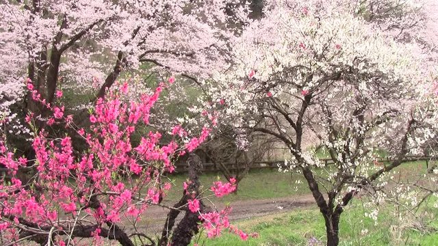 満開の桜と桃の花