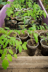 Seedlings tomato. Grown tomato sprouts in individual plastic pots. Hothouse gardening
