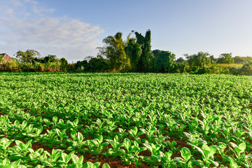 Fototapeta na wymiar Tobacco Field - Vinales Valley, Cuba