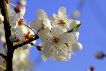 wiosenne kwiaty drzew owocowych - obrazy, fototapety, plakaty