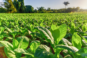 Tobacco Field - Vinales Valley, Cuba