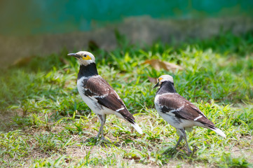 Black-collared Starling