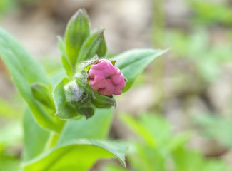 Beautiful spring forest flower against green sheets. Selective focus.