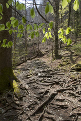 Wald in der Steiermark,Österreich