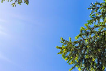 Branch of green spruce on the sky background