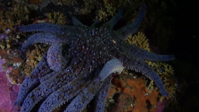 Bright blue starfish and on background seabed underwater in ocean of Alaska. Swimming in amazing world of beautiful wildlife. Inhabitants in search of food. Abyssal relax diving.