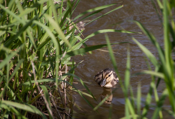 Mallard Duckling