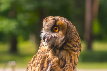 Great owl turns around neck