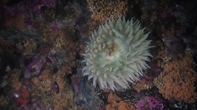 Actinia anemone on background amazing seabed underwater in ocean of Alaska. Swimming in amazing world of beautiful wildlife. Inhabitants in search of food. Abyssal relax diving.