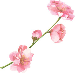 Obraz premium Watercolor cherry blossom. Hand draw cherry blossom sakura branch and flowers.