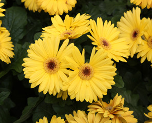 Background of yellow daisies  in late spring