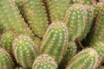background of thorny cactus with many needles