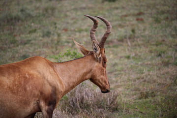 Obraz premium Red Hartebeest
