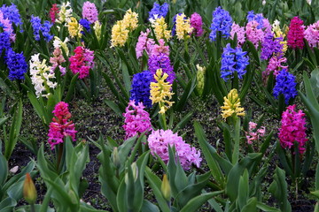 kolorowe hiacynty © Henryk Niestrój