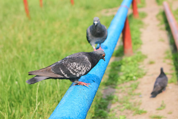 Pigeon. Dove. The large bird