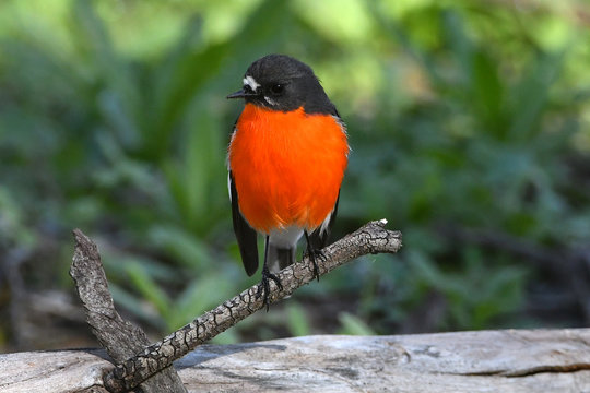 Flame robin, male, looking at viewer