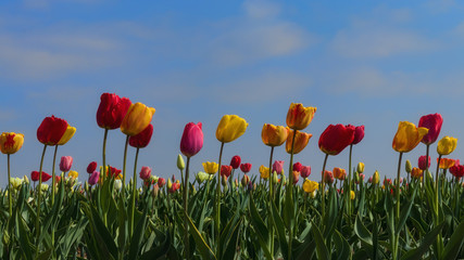 Colourful tulips and blue sky