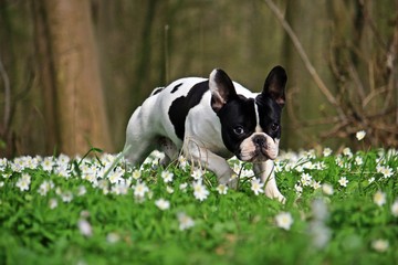 französiche bulldogge im wald