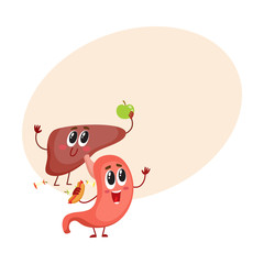 Cute and funny, smiling human stomach and liver characters, digestive organs, cartoon vector illustration with space for text. Healthy human stomach and liver characters, health care concept