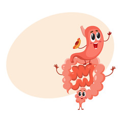 Cute and funny, smiling healthy stomach and bowel, intestine character, cartoon vector illustration with space for text. Healthy human intestine, bowel, colon character, human digestive system element
