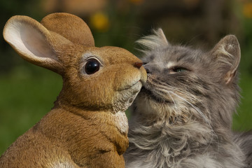 Grey longhaired cat kissing the Easter bunny