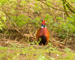 Colourful male pheasants in springtime colours, Lancashire, UK