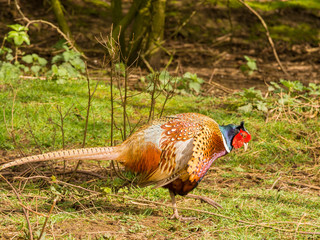 Fototapeta premium Colourful male pheasants in springtime colours, Lancashire, UK