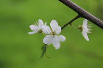 Flowering fruit trees. Spring garden